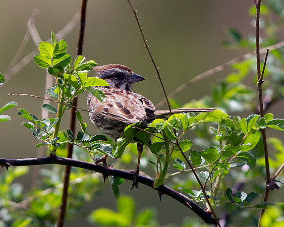 Song Sparrow