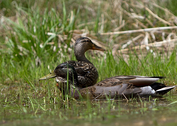 Mallard Duck