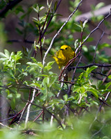 Yellow Warbler