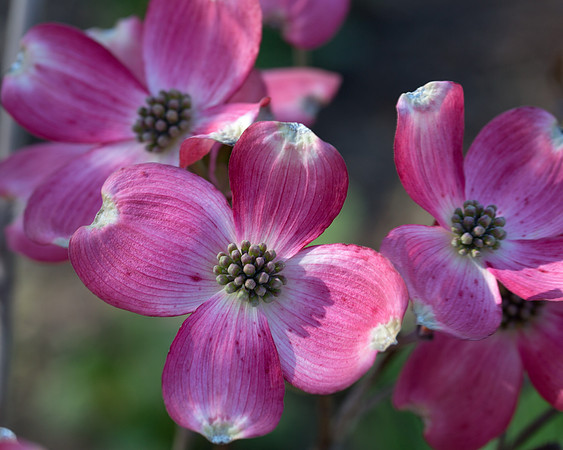 Pink Dogwood