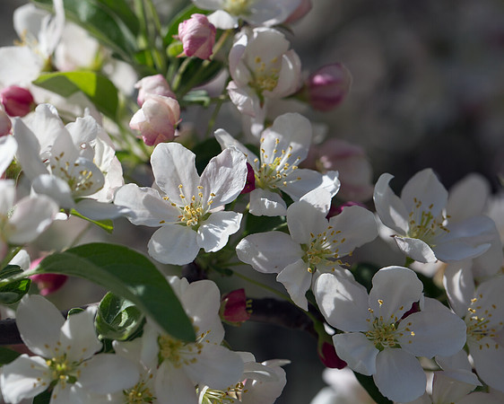 Crabapple