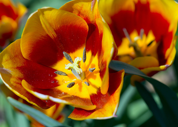Tulip