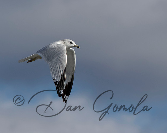 Ring-billed Gull