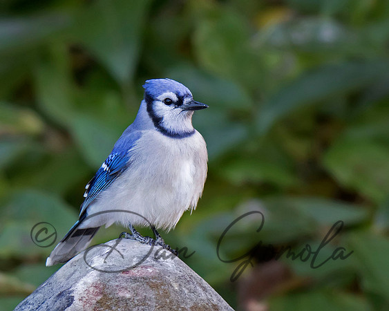 Blue Jay