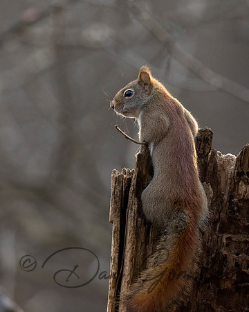 Red Squirrel