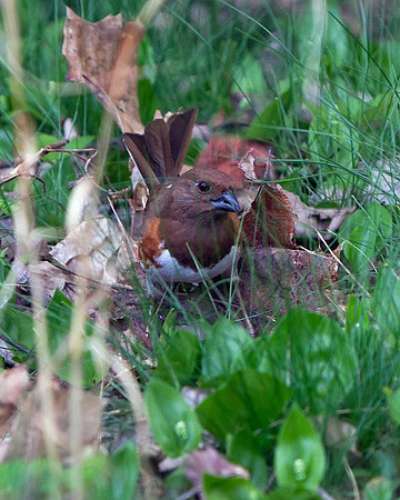 Eastern Towhee (Female)