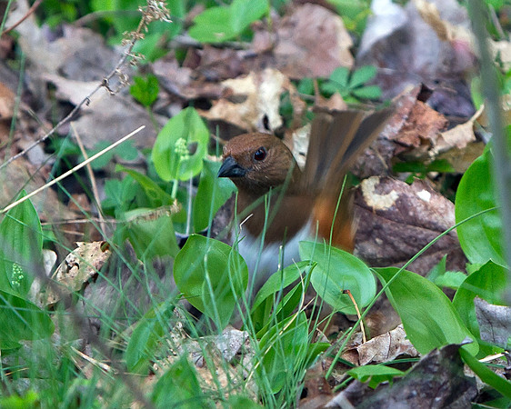 Eastern Towhee (Female)