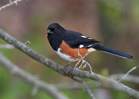 Eastern Towhee (Male)