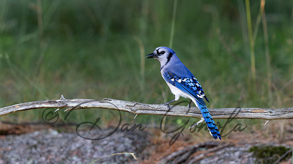 Blue Jay