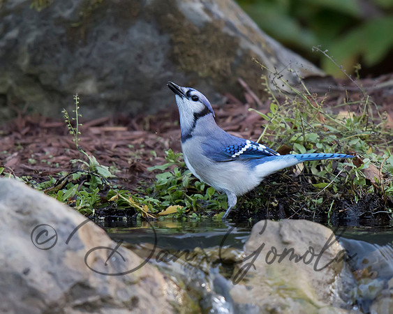 Blue Jay
