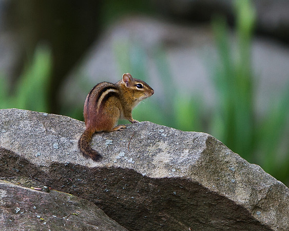 Eastern Chipmunk