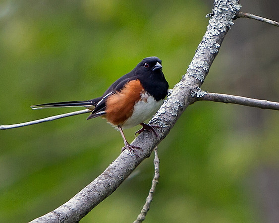 Eastern Towhee
