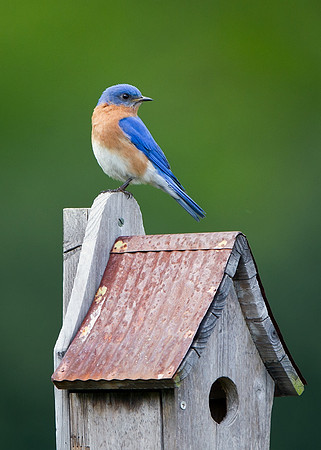 Eastern Bluebird