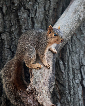 Eastern Fox Squirrel