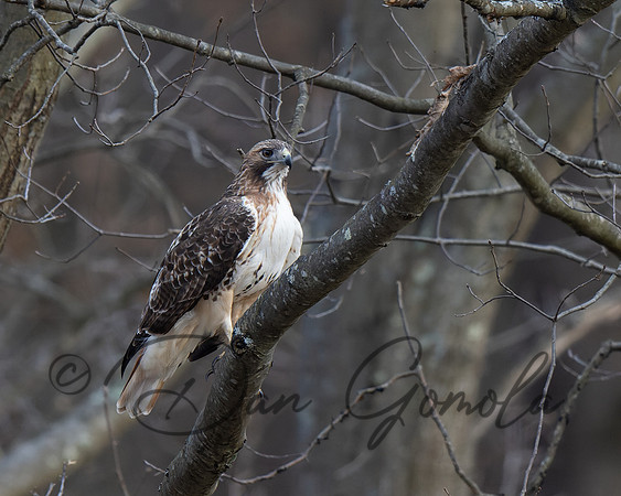 Red-tailed Hawk