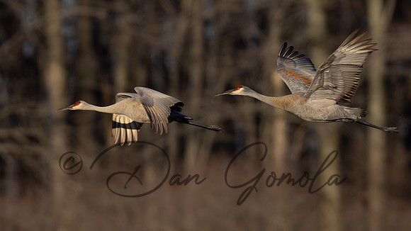 Sandhill Crane