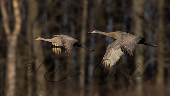 Sandhill Crane