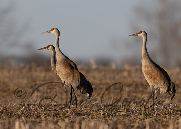 Sandhill Crane
