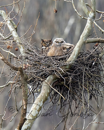 Great Horned Owl
