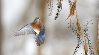 Eastern Bluebird