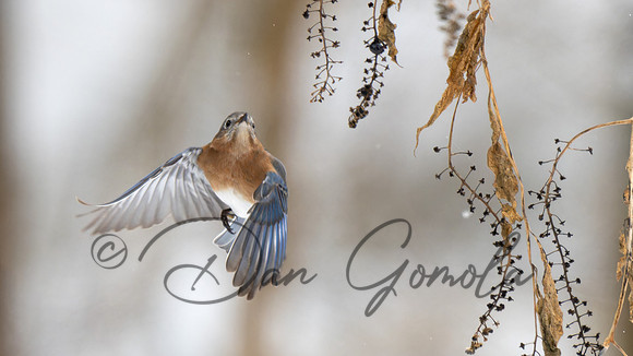 Eastern Bluebird