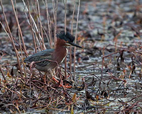 Green Heron
