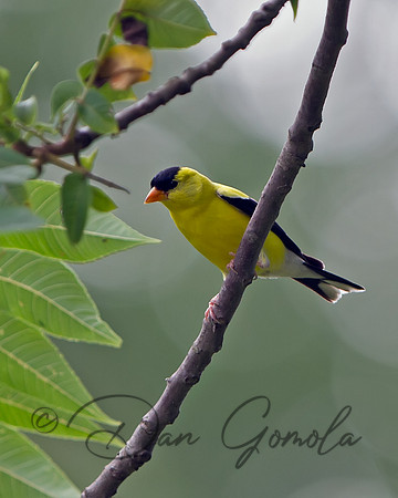 American Goldfinch (male)