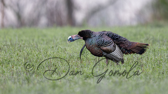 Wild Turkey