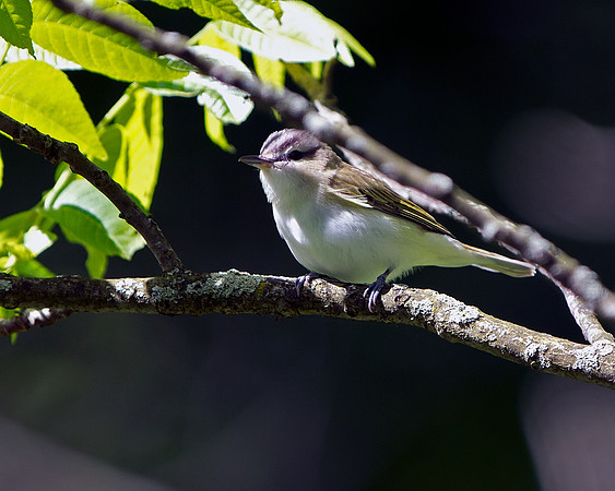 Red-Eyed Vireo