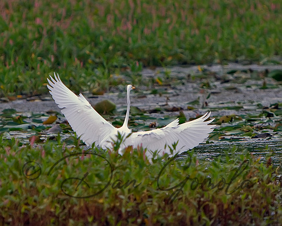 Great Egret