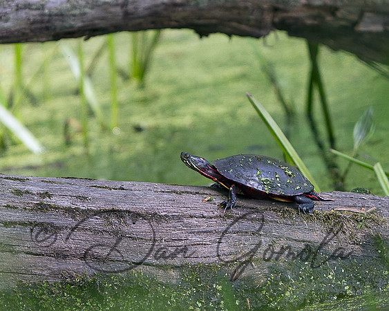 Eastern Painted Turtle