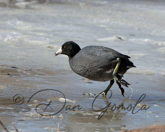American Coot
