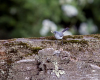 Blue-gray Gnatcatcher