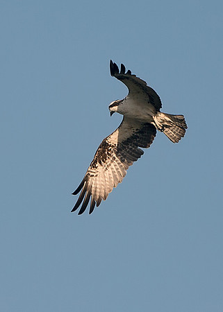 Osprey