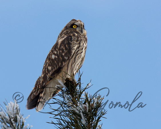 Short-eared Owl