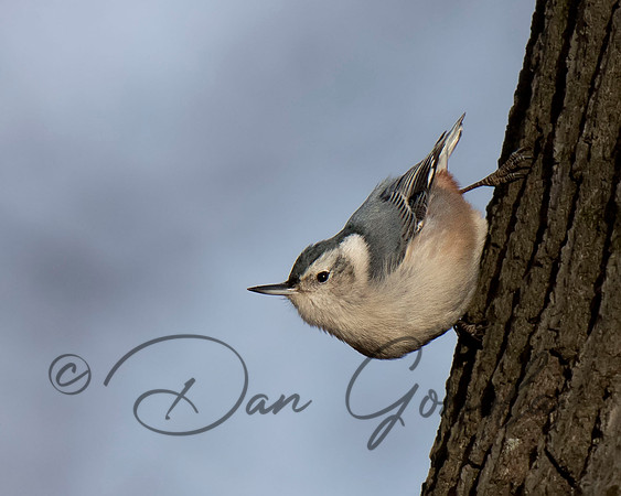 White-breasted Nuthatch
