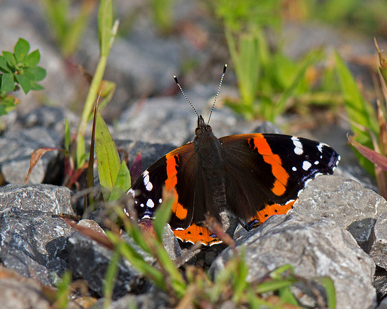 Red Admiral Butterfly