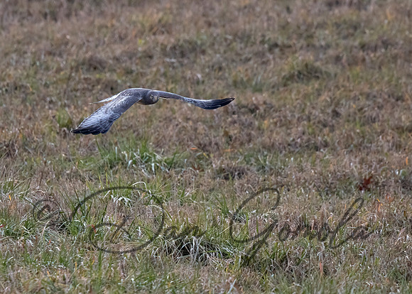 Northern Harrier