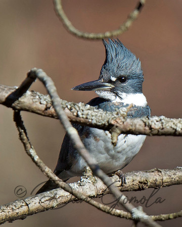 Belted Kingfisher