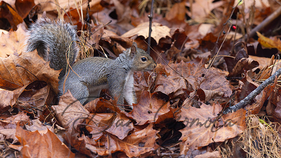 Eastern Gray Squirrel