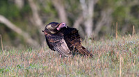 Wild Turkey