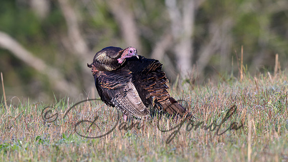Wild Turkey