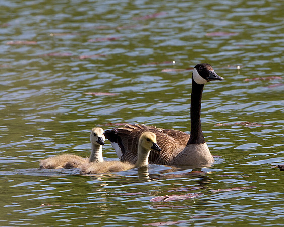 Canada Goose