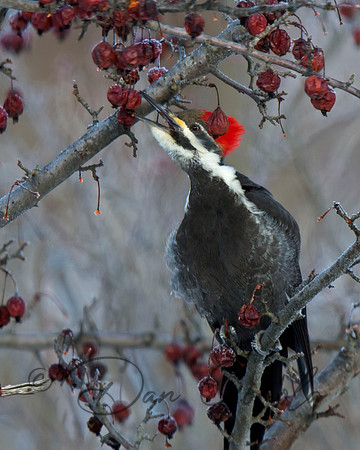 Pileated Woodpecker