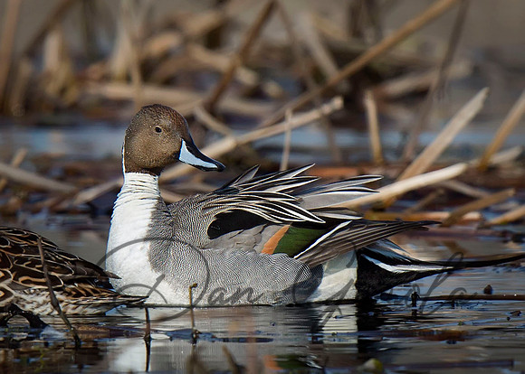 Northern Pintail