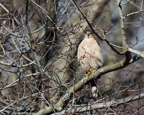 Cooper's Hawk