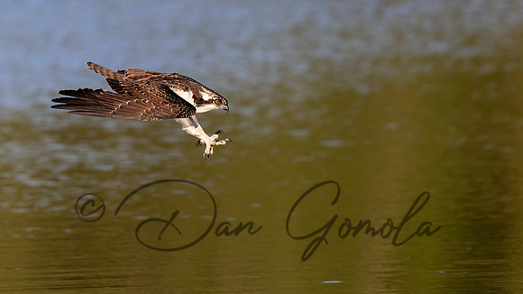 Osprey