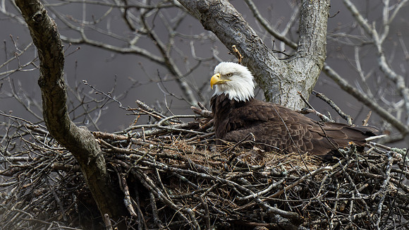 Bald Eagle