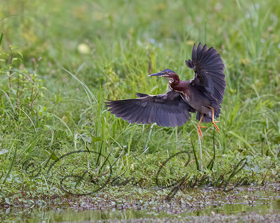 Green Heron
