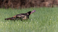 Wild Turkey